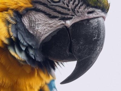 Ara bleu et jaune - De Zonnegloed - Refuge pour animaux